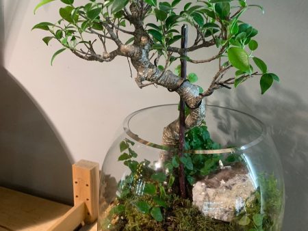 2 8 @ 6:00 Bonsai Terrarium Workshop Fashion