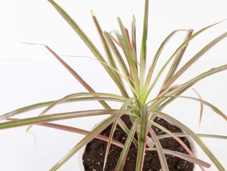 Dragon Tree  Bicolor  6  Online now