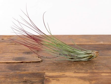 Air Plant  Juncea - Red  6-8  Online Sale