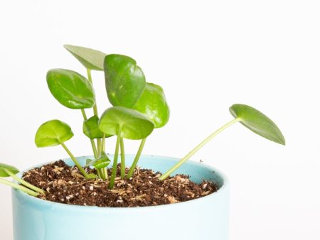 Pilea  Money Plant  4  Online Sale