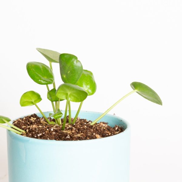 Pilea  Money Plant  4  Online Sale