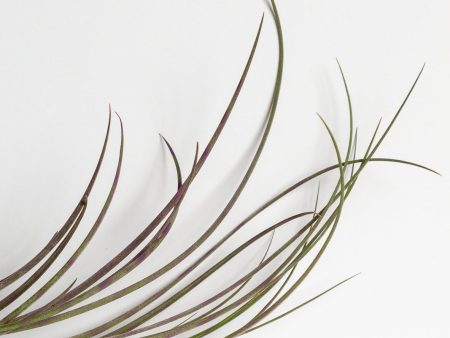 Air Plant  Juncea - Purple Stripe  6-8  Fashion