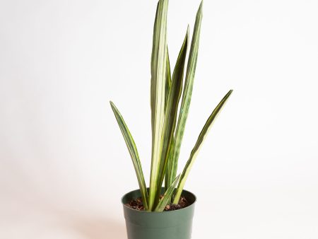 Snake Plant  Bantel s Sensation  6  Hot on Sale