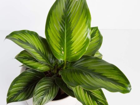 Calathea  Beauty Star  6  Hot on Sale