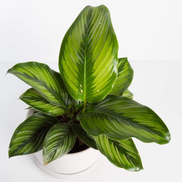 Calathea  Beauty Star  6  Hot on Sale