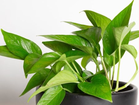 Pothos  Green Queen  6  Online Sale