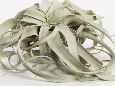 Air Plant  Xerographica  8  Online Hot Sale