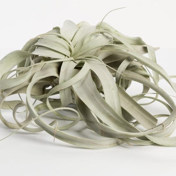 Air Plant  Xerographica  8  Online Hot Sale