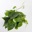 Pothos  Heart Leaf  6  For Cheap