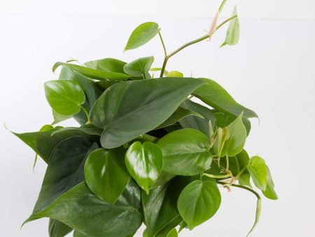 Pothos  Heart Leaf  6  For Cheap