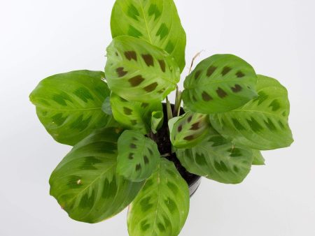 Prayer Plant  Green  6  on Sale