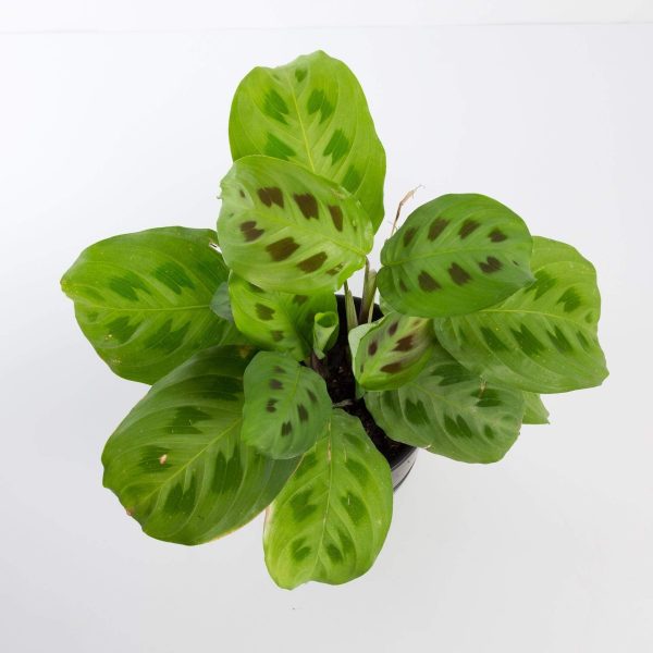 Prayer Plant  Green  6  on Sale