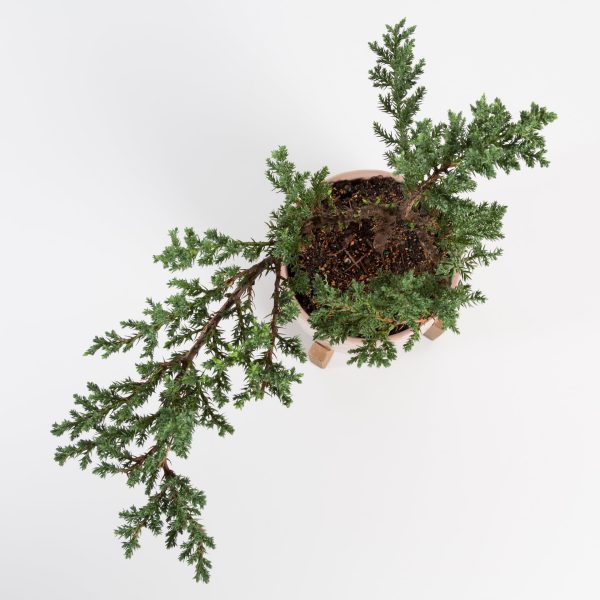 Bonsai  Juniper  4  (7-10 years old) Online Sale