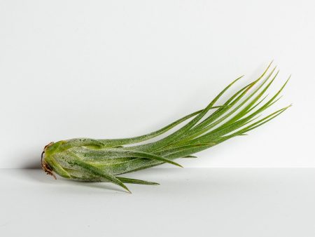 Air Plant  Ionantha - Scaposa  4-5  on Sale