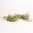 Air Plant  Spanish Moss  Thick Bundle Cheap