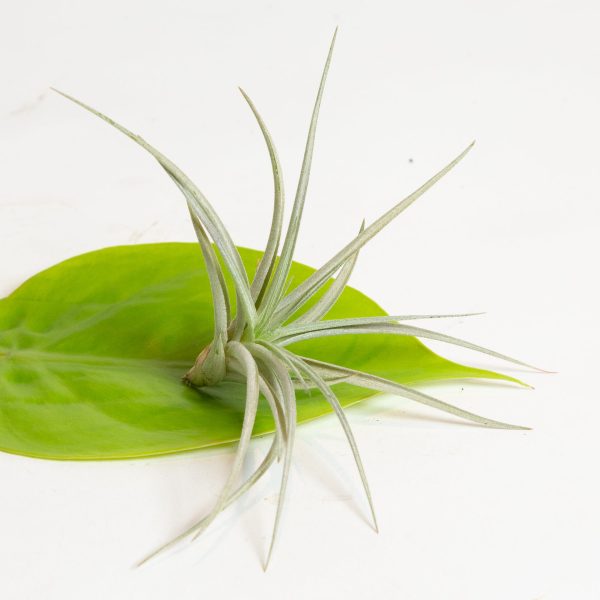 Air Plant  Plagiotropia  2-3  For Cheap