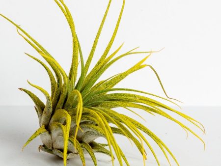 Air Plant  Ionantha - Yellow  3-4  For Discount