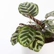 Calathea  Peacock  4  Supply