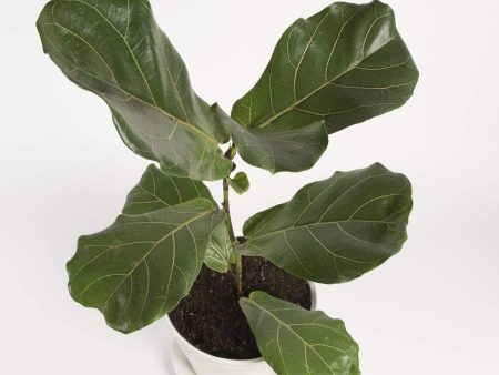 Fig  Fiddle Leaf  6  Online now