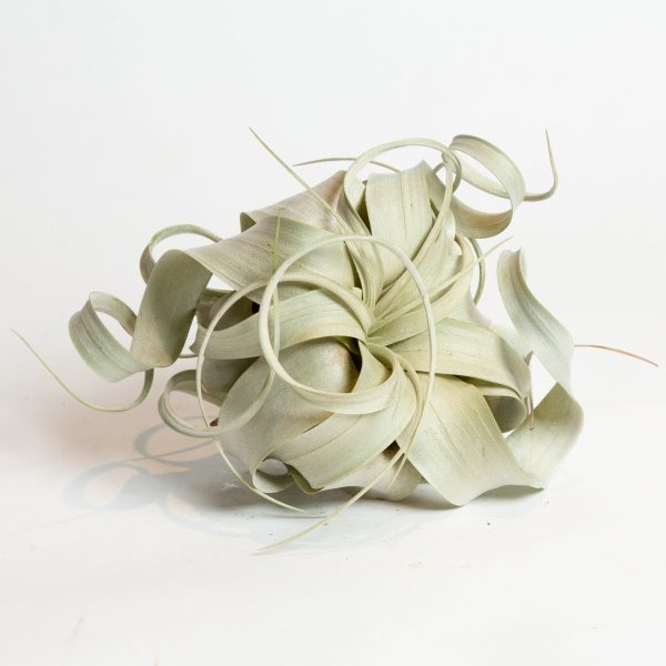 Air Plant  Xerographica  4  Online Sale