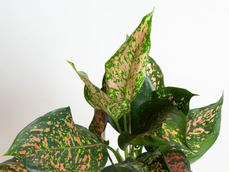 Chinese Evergreen  Lady Valentine  8  Online Hot Sale