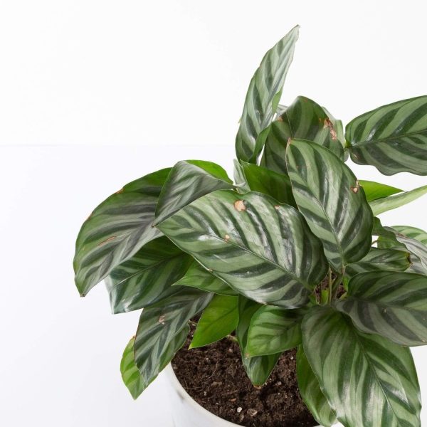 Calathea  Freddie  6  Cheap