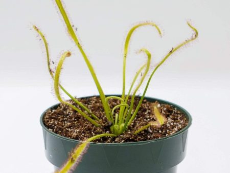 Carnivorous  Cape Sundew - White  4  Fashion