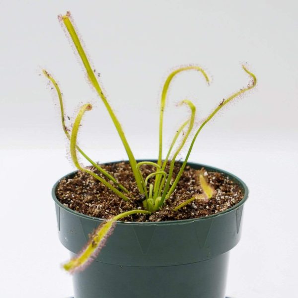 Carnivorous  Cape Sundew - White  4  Fashion