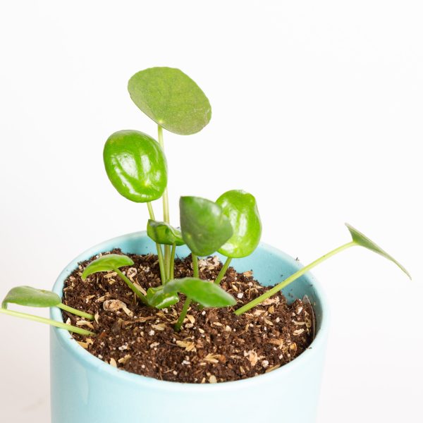 Pilea  Money Plant  4  Online Sale