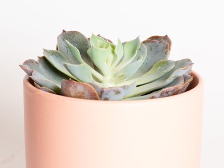 Succulent  Echeveria -  Blue Heron  4  Fashion