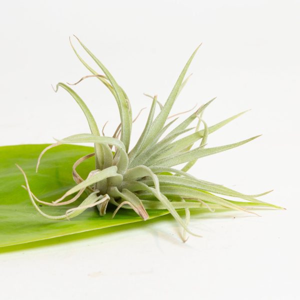 Air Plant  Straminea - Thin Leaf  4-5  Online now