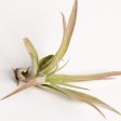 Air Plant  Capitata - Peach  3-4  For Cheap