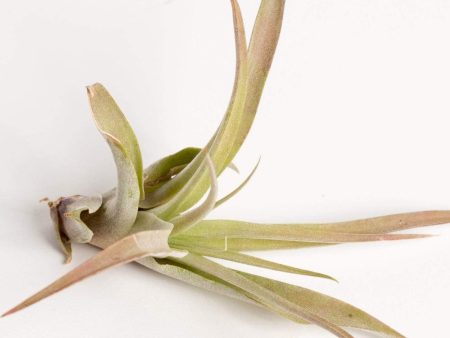 Air Plant  Capitata - Peach  3-4  For Cheap