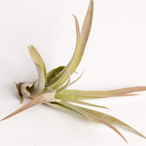 Air Plant  Capitata - Peach  3-4  For Cheap