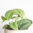 Pothos  Silver - Exotica  6  Online