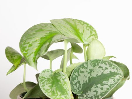 Pothos  Silver - Exotica  6  Online