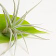 Air Plant  Plagiotropia  2-3  For Cheap