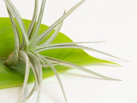 Air Plant  Plagiotropia  2-3  For Cheap