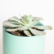 Succulent  Echeveria -  Blue Sky  4  Online Sale