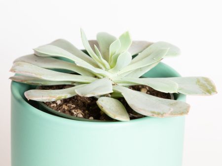 Succulent  Echeveria -  Blue Sky  4  Online Sale