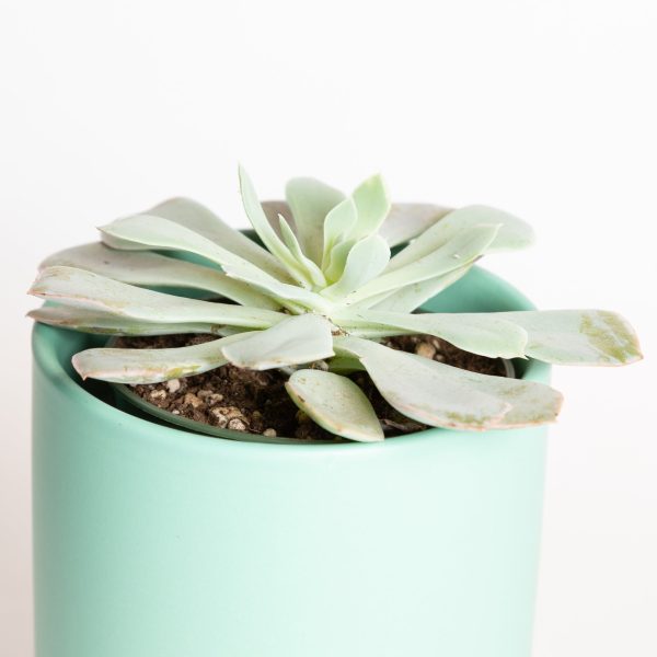 Succulent  Echeveria -  Blue Sky  4  Online Sale