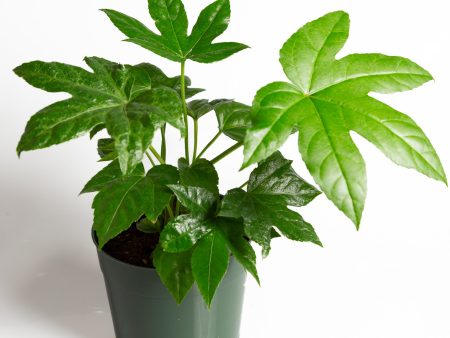 Aralia  Japanese  6  Online Hot Sale