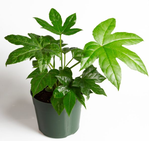 Aralia  Japanese  6  Online Hot Sale