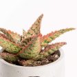 Aloe  Firecracker  4  Online