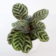 Calathea  Peacock  4  Supply