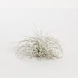 Air Plant  Tectorum Ecuador  2-3  Fashion