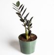 ZZ Plant  Raven  6  on Sale