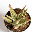 Aloe  Firecracker  6  Hot on Sale