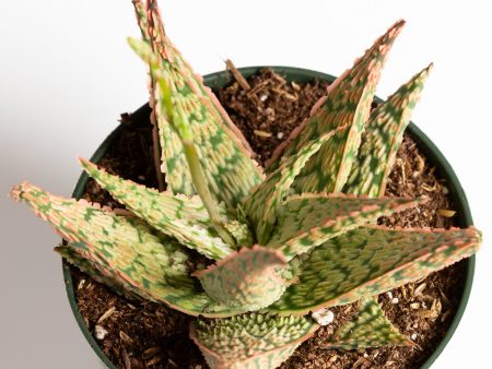 Aloe  Firecracker  6  Hot on Sale