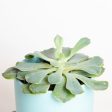 Succulent  Echeveria - Green Pearl  4  For Discount